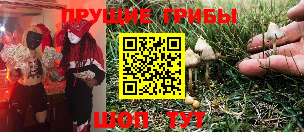 Галлюциногенные грибы Psilocybine cubensis Ирбит